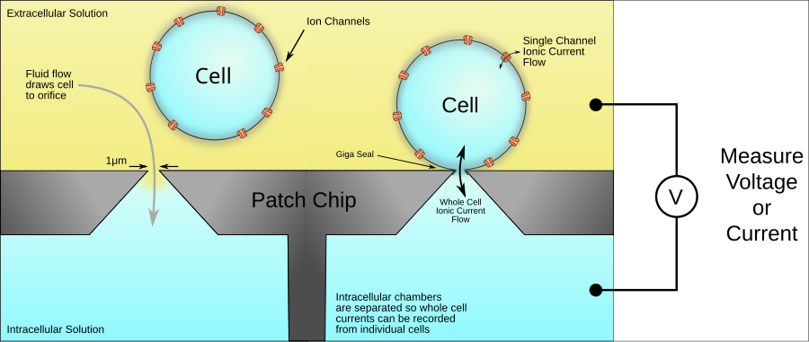 A schematic of a patch clamp chip showing a gigaseal, whole cell recording configuration, and the ion channel and whole cell currents. Patch Clamp Chip.svg