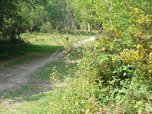 Path on Holmwood Common - geograph.org.uk - 2386049
