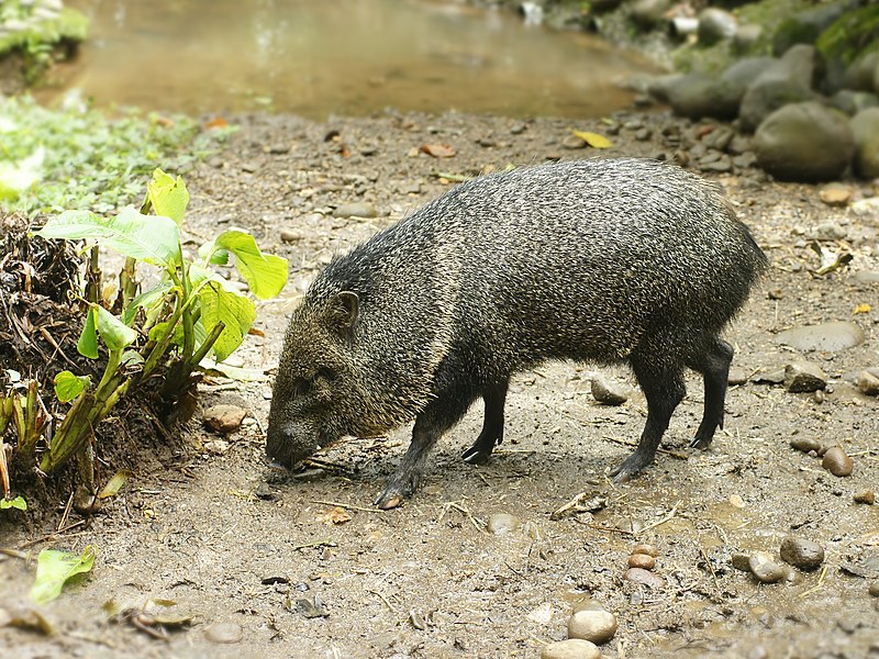 File:Pecari tajacu (Costa Rica).jpg