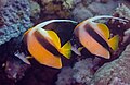 Peces estandarte del mar Rojo (Heniochus intermedius), mar Rojo, Egipto, 2023-04-16, DD 43.jpg