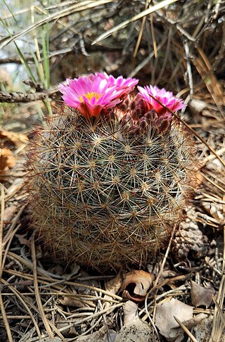 <i>Pediocactus simpsonii</i> Species of flowering plant in the family