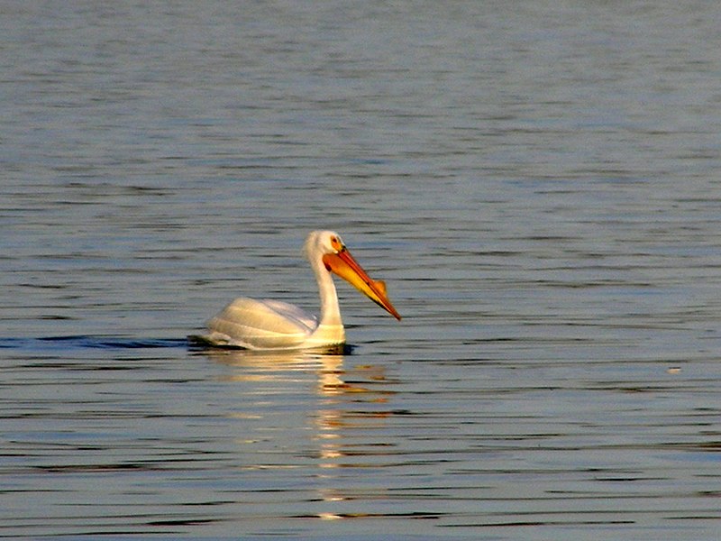 File:PelicanAtCherryCreekLake.jpg