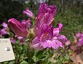 Penstemon newberryi var. berryi