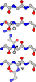 Peptide angles.png