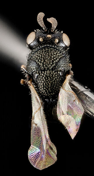 File:Perilampus fulvicornis (tent), F, Back, MD, Baltimore County, Hart-Miller Island 2014-07-10-15.09.31 ZS PMax (14599806306).jpg