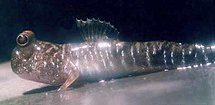 Periophthalmus gracilis, a species of mudskipper, perched on land. Mudskippers are one type of walking fish. Periophthalmus gracilis.jpg