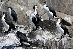 Phalacrocorax fuscescens Roosting.jpg 