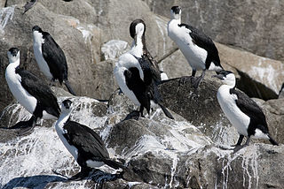 <span class="mw-page-title-main">Little Waterhouse Island</span> Island in Tasmania, Australia