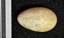 Egg, Collection Museum Wiesbaden Phalacrocorax pygmeus MWNH 0533.JPG