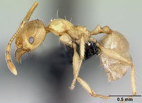 Bildebeskrivelse Pheidole pallidula casent0080858 profil 1.jpg.