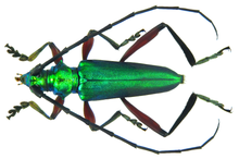 Philematium virens virens (Linné, 1758) (7942015906) .png