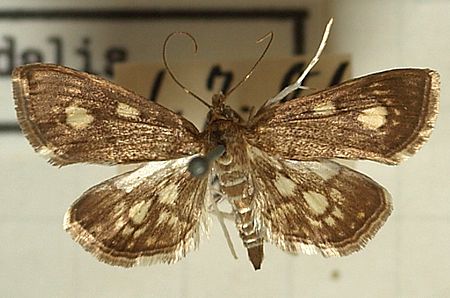 Anania stachydalis