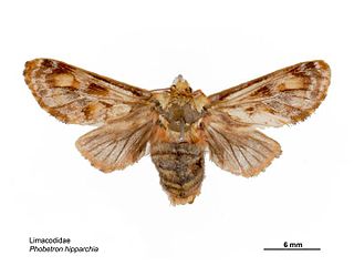 <i>Phobetron hipparchia</i> Species of moth