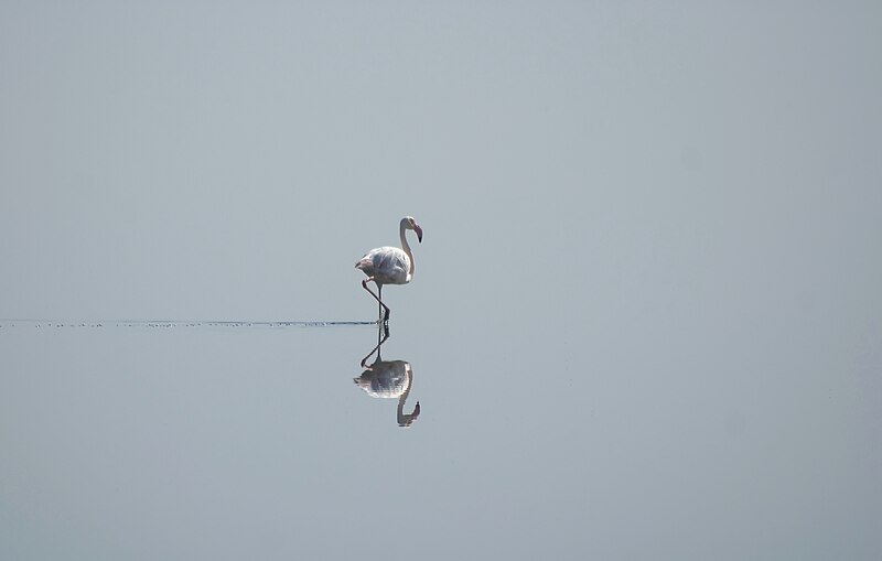 File:Phoenicopterus roseus (crop).jpg