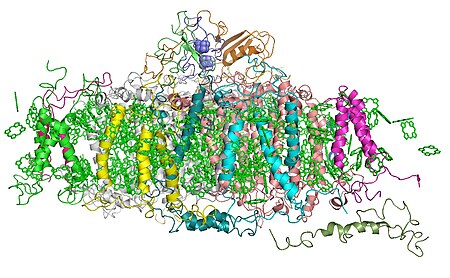 Photosystem I.jpg