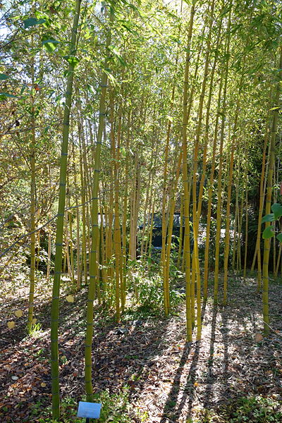 File:Phyllostachys vivax - Quarryhill Botanical Garden - DSC03371.JPG