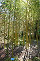 Phyllostachys vivax - Quarryhill Botanical Garden - DSC03371.JPG