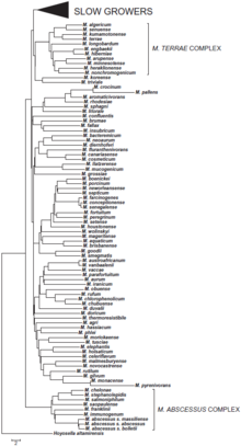 Phylogenetic tree of rapidly-growing members of the Mycobacterium genus, alongside the M. terrae complex. Phylogentic Tree of Rapidly-Growing Mycobacterium Tortoli 2017.png