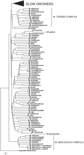 Phylogenetic tree of rapidly-growing members of the Mycobacterium genus, alongside the M. terrae complex.[39]
