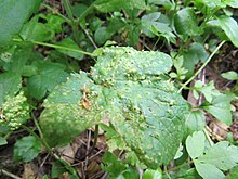 Physoderma pluriannulatum 285414352.jpg