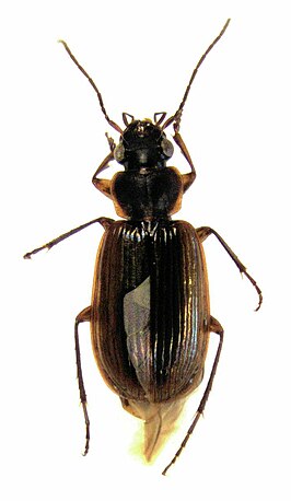 Physolaesthus insularis