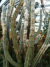 Pilosocereus leucocephalus