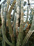 Miniatura per Pilosocereus