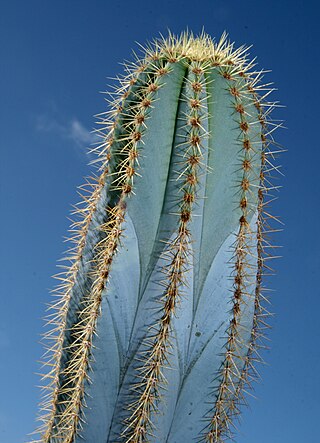 <i>Pilosocereus magnificus</i> Species of cactus