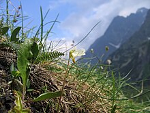 P. alpina growing in the Tatra Mountains of Slovakia. Pinguicula alpina in Tatra Mountains.JPG