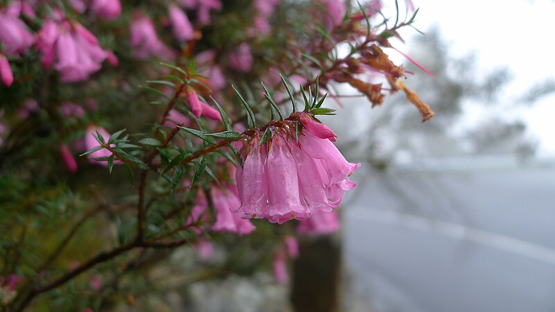 File:Pink Common Heath (6249316866).jpg