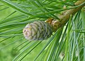 Juvenile cone, Essex, UK