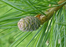 Pinus Armandii juvenile cone.jpg