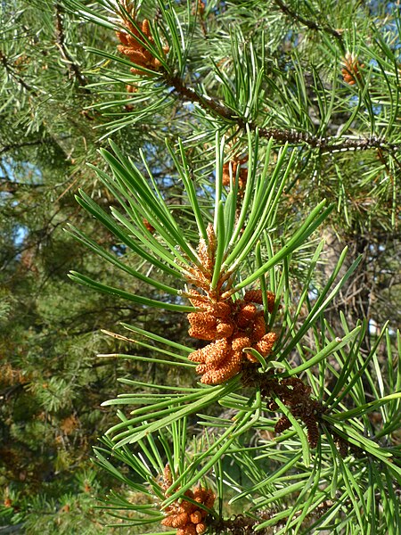 File:Pinus contorta var. latifolia 3.jpg