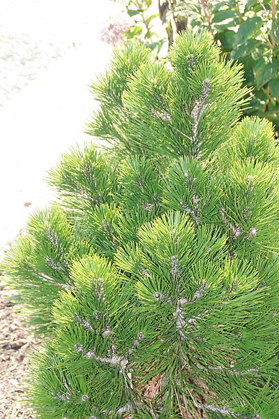 File:Pinus leucodermis Mint Truffle 3zz.jpg