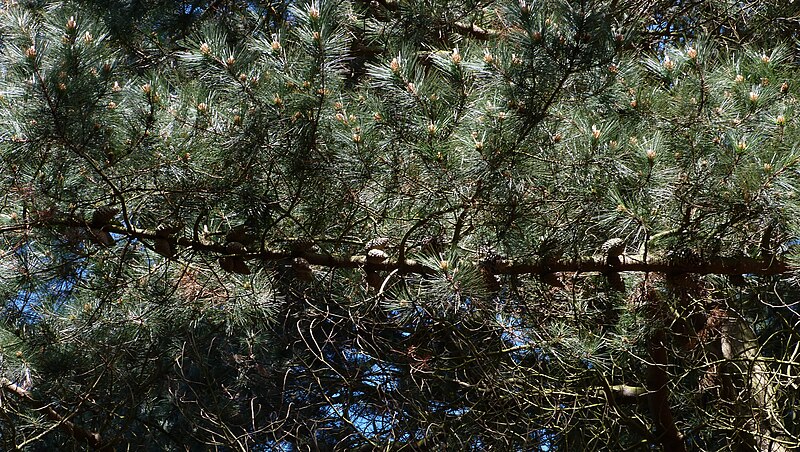 File:Pinus radiata (Monterey Pine) - branch - Flickr - S. Rae.jpg