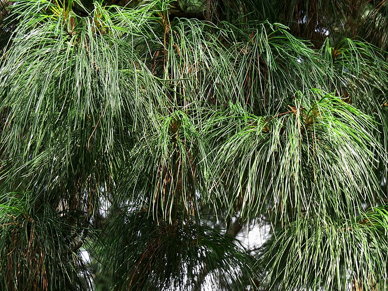File:Pinus strobus Syrets2.JPG