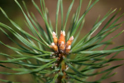 Pinus_sylvestris_sto%C5%BCki_wzrostu_611.jpg