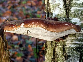 Tämän kuvan kuvaus, myös kommentoitu alla