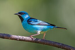 Цукрист блакитний (Dacnis cayana)