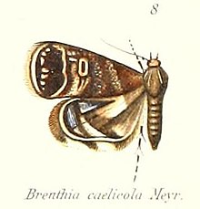 Pl. 1-08-Brenthia caelicola Meyrick, 1910.JPG