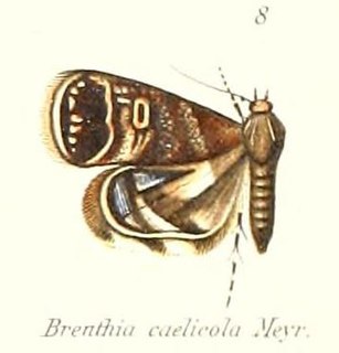 <i>Brenthia caelicola</i> Species of moth