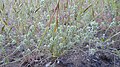 Plagiobothrys tenellus 2.jpg