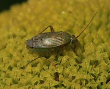 Trefoil plant bug, Plagiognathus chrysanthemi Plagiognathus chrysanthemi 2.JPG