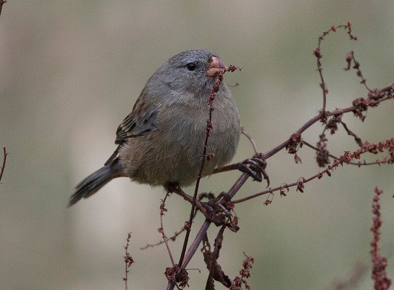 File:Plain-colored-Seedeater.jpg