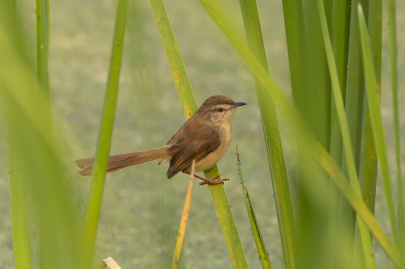 File:Plain prinia 19.jpg