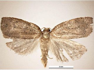 <i>Planotortrix octo</i> Species of moth