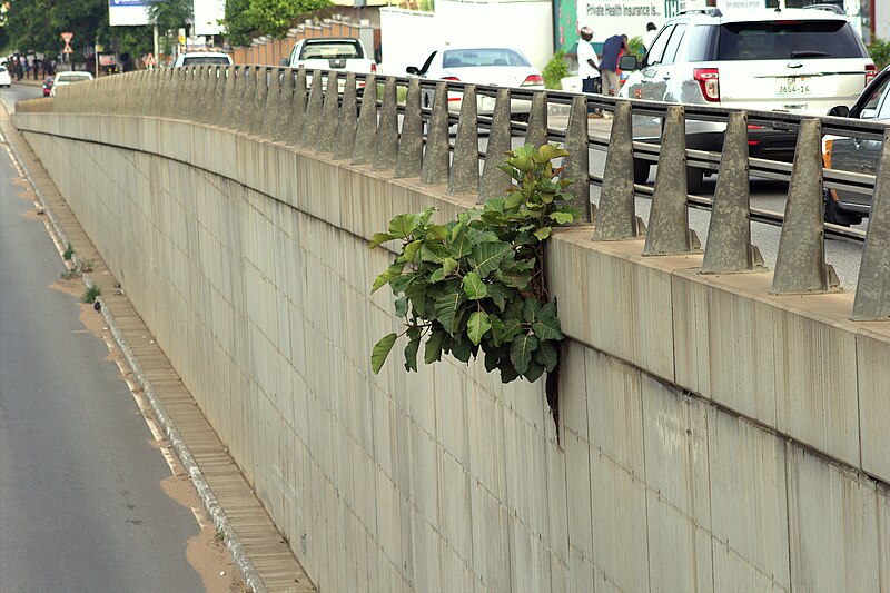 File:Plant on an overpass bridge.jpg