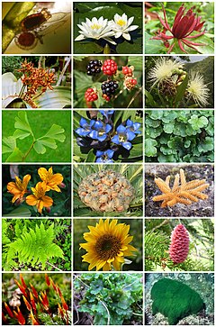 Plantae Diversity.jpg