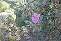 Cistus albidus don Pedro