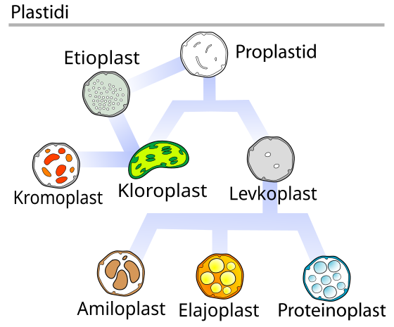 File:Plastids types sl.svg